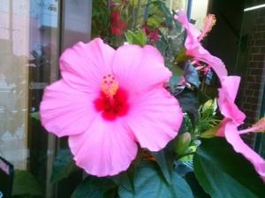 7月になりましたね。｜「お花の陽光園」　（青森県八戸市の花キューピット加盟店 花屋）のブログ